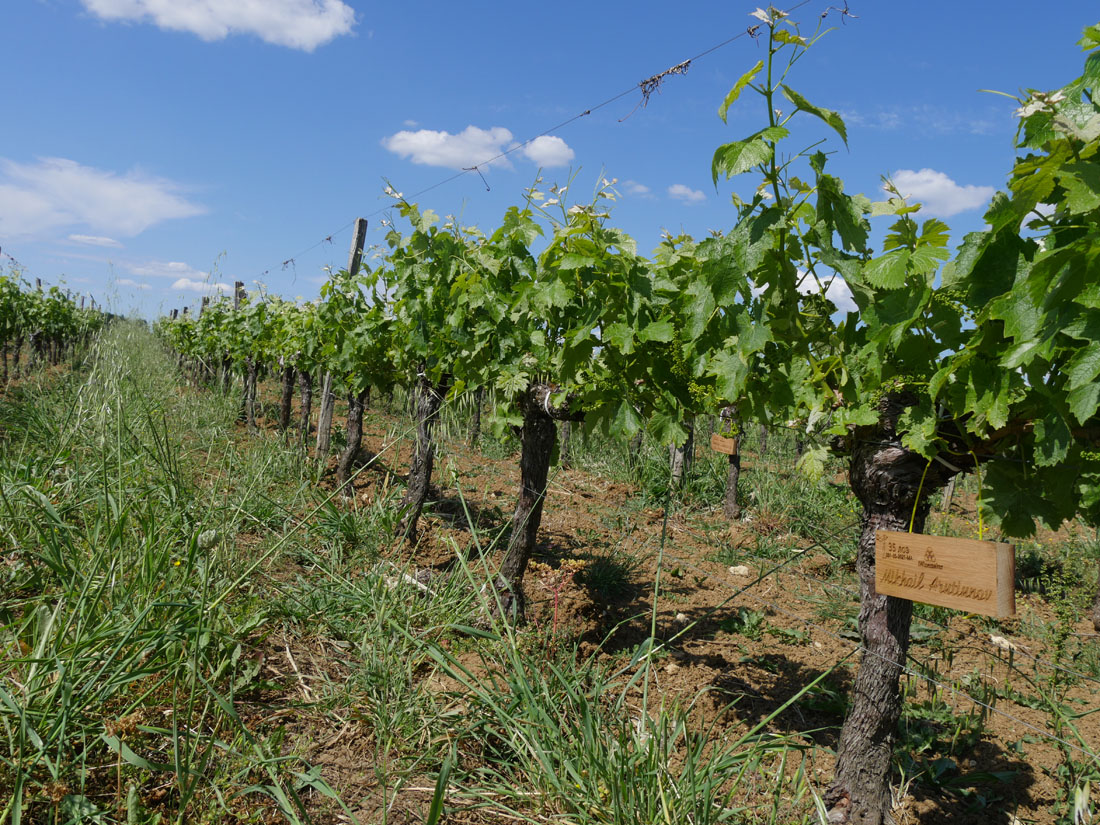 Виноградник на урожай